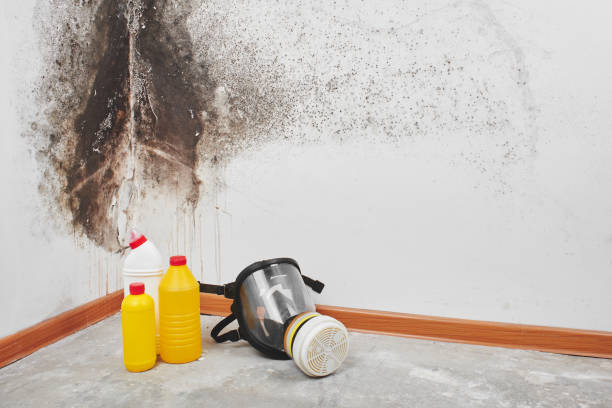Home Mold Removal in West Terre Haute, IN
