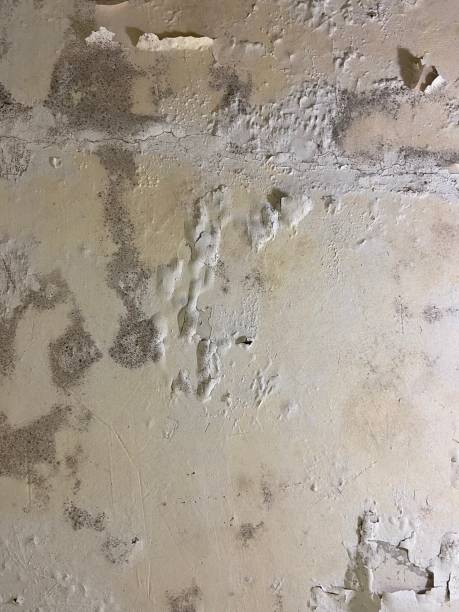 Best Mold Removal Company Near Me  in West Terre Haute, IN
