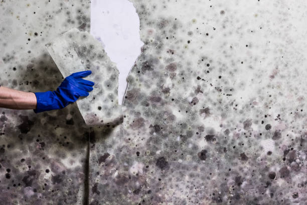 Best Best Mold Removal Companies  in West Terre Haute, IN